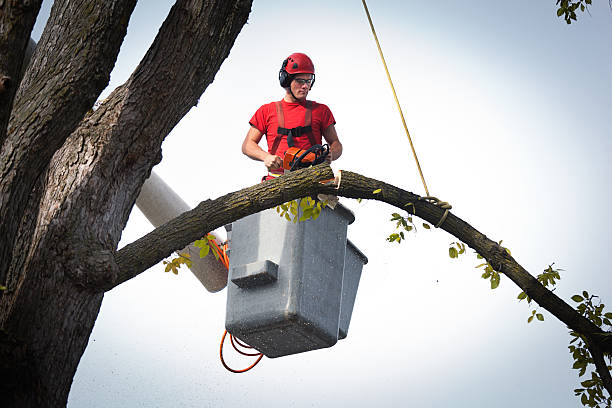 Independence, OH Tree Services Company